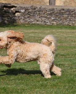 CQ2R7379 Cavapoo