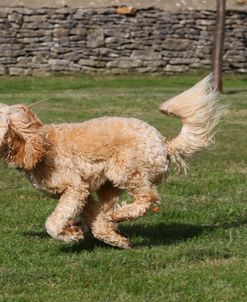 CQ2R7381 Cavapoo