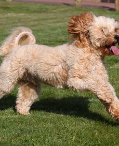 CQ2R7430 Cavapoo