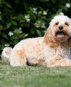 CQ2R7438 Cavapoo