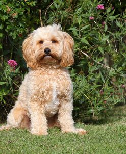 CQ2R7346 Cavapoo