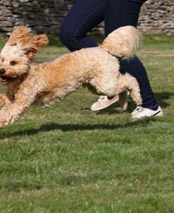 CQ2R7349 Cavapoo