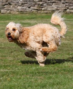 CQ2R7350 Cavapoo