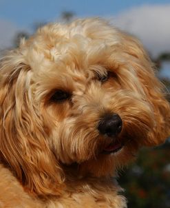 CQ2R7461 Cavapoo