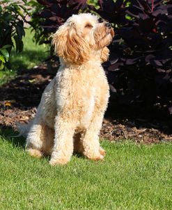 CQ2R7465 Cavapoo