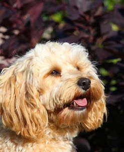 CQ2R7467 Cavapoo