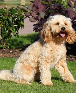 CQ2R7474 Cavapoo