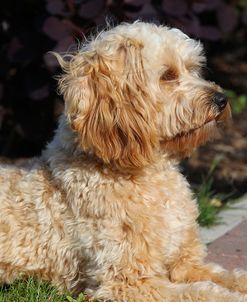 CQ2R7475 Cavapoo