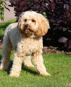 CQ2R7476 Cavapoo