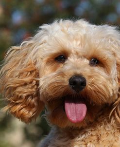 CQ2R7442 Cavapoo