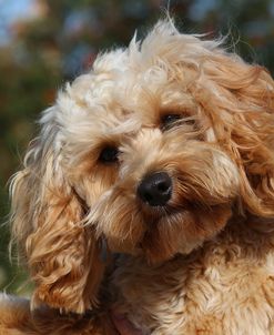 CQ2R7448 Cavapoo