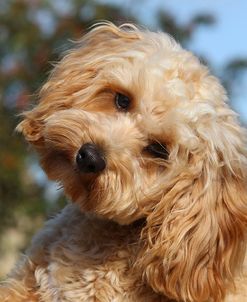 CQ2R7450 Cavapoo