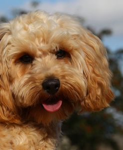 CQ2R7456 Cavapoo