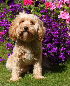 CQ2R9120 Cavapoo