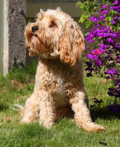 CQ2R9125 Cavapoo