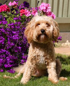 CQ2R9128 Cavapoo