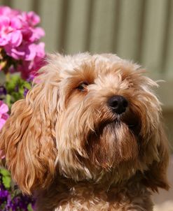 CQ2R9133 Cavapoo