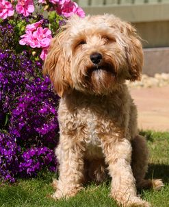 CQ2R9138 Cavapoo