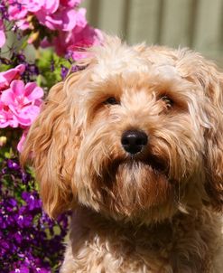 CQ2R9144 Cavapoo