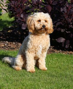 CQ2R7488 Cavapoo