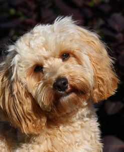 CQ2R7492 Cavapoo