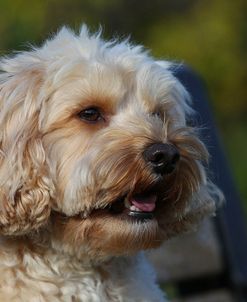 CQ2R8432 Cavapoo