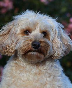 CQ2R8476 Cavapoo