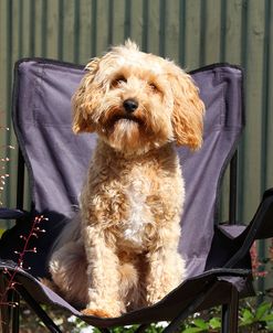 CQ2R9232 Cavapoo