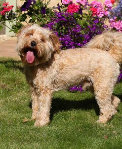 CQ2R9297 Cavapoo