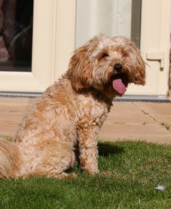 CQ2R9302 Cavapoo