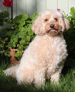 EW6I6139 Cavapoo