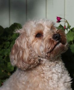 EW6I6155 Cavapoo