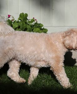 EW6I6164 Cavapoo