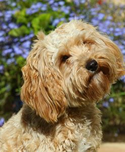 CQ2R9151 Cavapoo