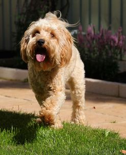 CQ2R9216 Cavapoo