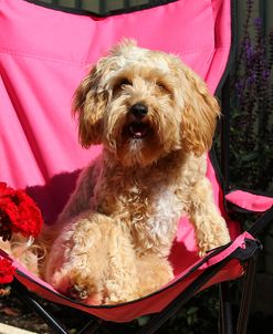 CQ2R9222 Cavapoo