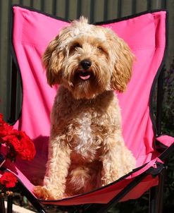 CQ2R9227 Cavapoo