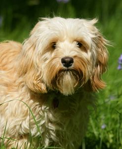 WI8L1441 Cavapoo