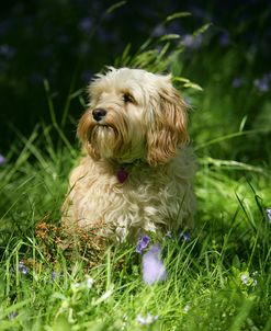 WI8L1448 Cavapoo