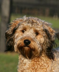 XR9C0180 Cavapoo