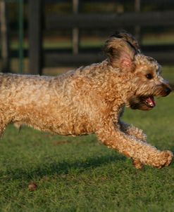 XR9C0184 Cavapoo