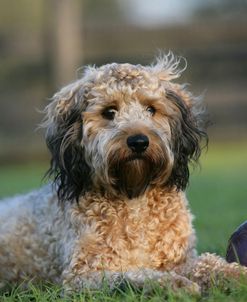 XR9C0193 Cavapoo