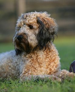 XR9C0194 Cavapoo