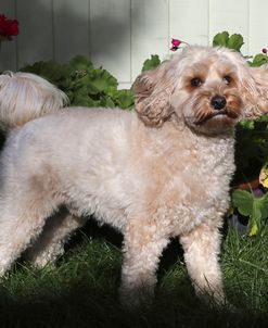 EW6I6169 Cavapoo