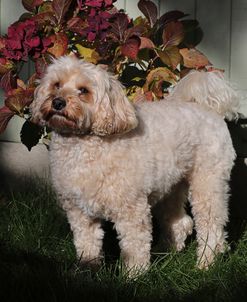 EW6I6208 Cavapoo