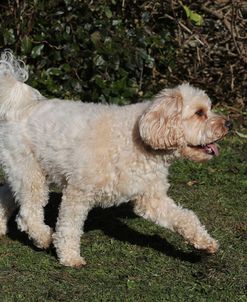 EW6I6455 Cavapoo
