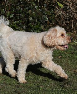 EW6I6455 Cavapoo