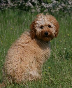 XR9C8978 Cavapoo