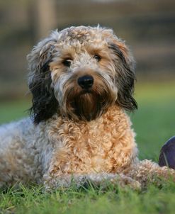 XR9C0195 Cavapoo