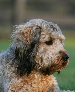 XR9C0199 Cavapoo